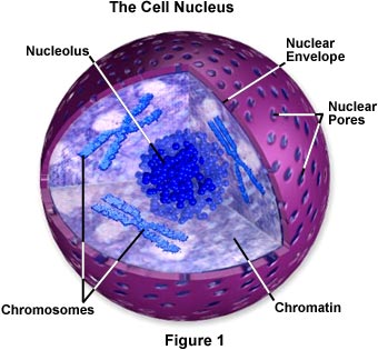 cellnucleus.jpg