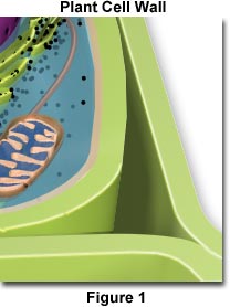 cellwall.jpg