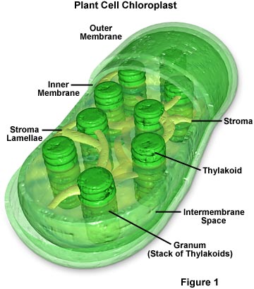 chloroplast.jpg