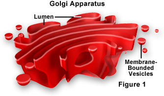 golgi.jpg