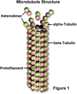 microtubules.jpg