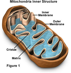 mitochondria.jpg