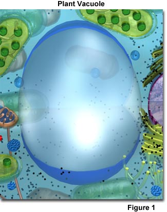 vacuole.jpg